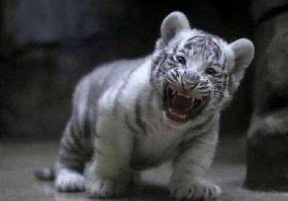 小老虎张开大嘴发出一声嘶吼，以为有人害怕它，最后尴尬了