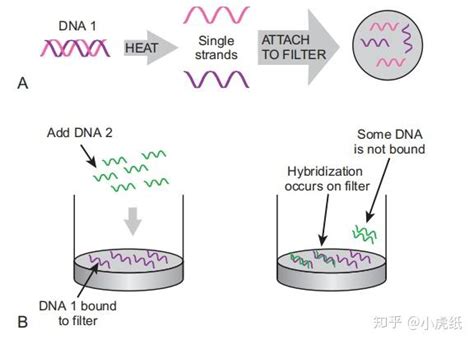 SLC26A4基因捕获探针及其在SLC26A4基因突变检测中的应用的制作方法