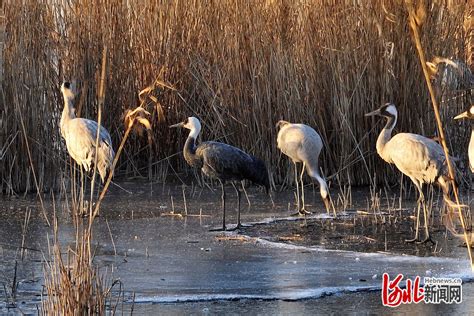 鸟类新记录！国家一级保护动物黑鹳现身保护区！_深圳新闻网