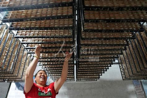 广西蒙山：推动种桑养蚕产业高质量发展-人民图片网