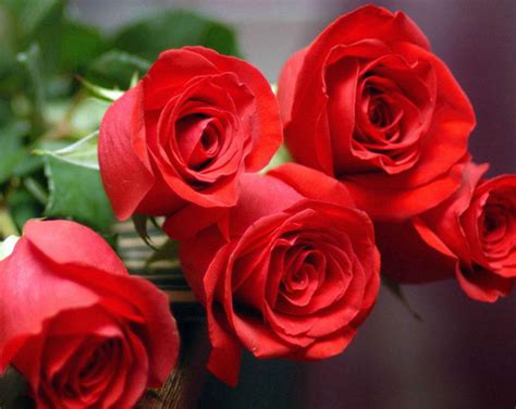 玫瑰种类名称及花语 玫瑰种类名称及花语有什么_知秀网