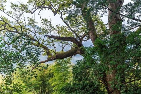 前不栽桑，后不栽柳 - 什么树是最好的镇宅树？【环保】_风尚网|FengSung.com