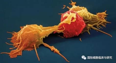 NK细胞受体-华美生物