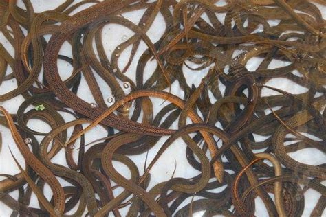 黄鳝放苗初期管理要点：减少应激、开口训食、改底等-中国鳗鱼网