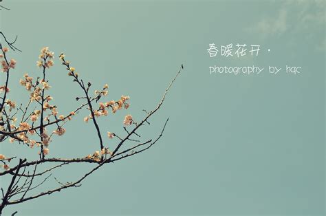 【春暖花开又一春摄影图片】生态摄影_太平洋电脑网摄影部落