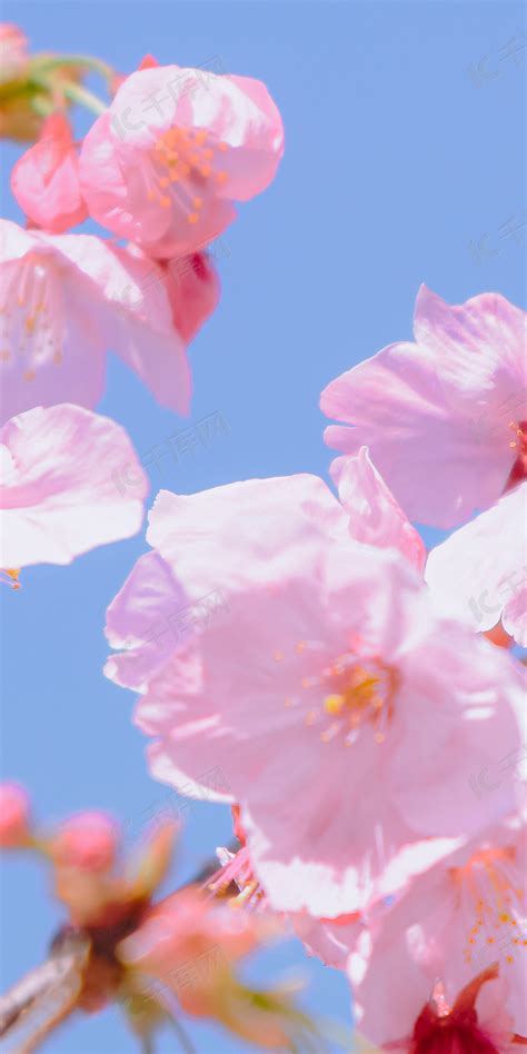 蓝色樱花背景图图片