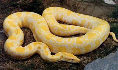 【黄金蟒】黄金蟒品种简介，黄金蟒价格多少钱一条？_蟒蛇_毒蛇网