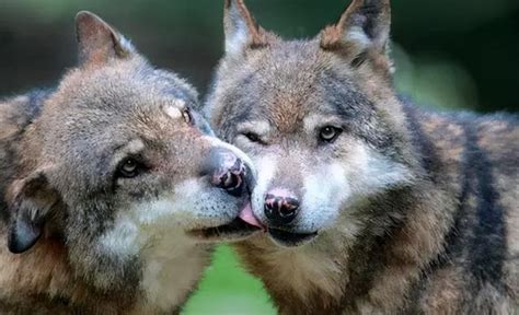 狗和狼是同一物种吗「详细介绍：狼和狗的区别」 - 遇奇吧