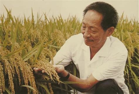 “一介农夫”袁隆平：梦中水稻有高粱那么高，盛世无饥馁 - 知乎