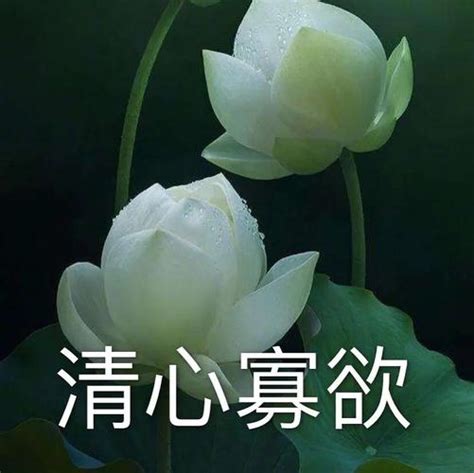 妈妈头像荷花非主流