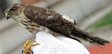 日本松雀鹰-非法贸易野生动物与制品鉴别-图片