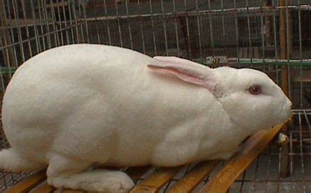 种兔合作养殖社养兔 种兔养殖场 山东大型种兔养殖基地-食品商务网