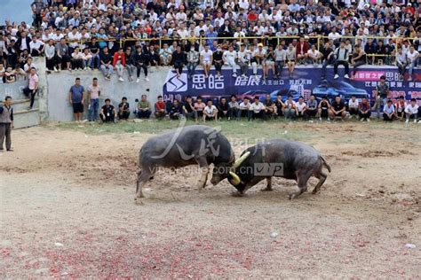 西班牙斗牛：斗牛士看准时机入剑，不料公牛兴奋了，他急得冒汗！_腾讯视频