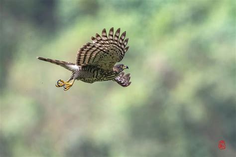 凤头鹰-罗浮山野生动植物-图片