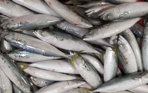 鲭鱼捕捞季强势来袭，需求、价格顺势上涨_水产快讯（国际水产）_水产养殖网