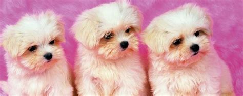 Photoshop制作可爱的狗宝宝签名图片，可爱小狗狗卡通签名图。Pho-站长资讯中心