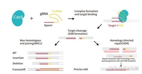 Nat Genet | 基于单细胞多组学技术解析DNMT3A R882突变在人类克隆造血中的影响_研究_体细胞_团队