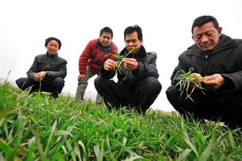 随县农业部门农技人员深入田间地头指导小麦生长-随州市人民政府门户网站