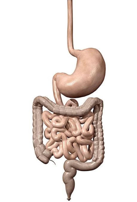 小肠和大肠的基础解剖学