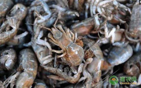 泸沽虾蝼蛄虾,海洋动物,动物摄影,摄影素材,汇图网www.huitu.com