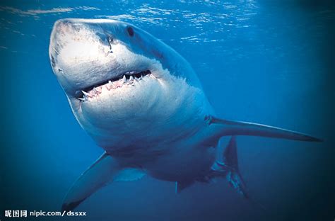 鲨鱼种类及图片大全 - 酷钓鱼