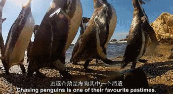 《企鹅间谍》：BBC在企鹅群里放了一个特务