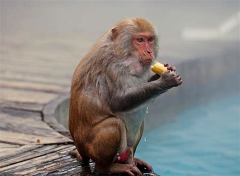 景区回应女子给猴子喂食被掌掴，遇到这种情况该怎么做？_宠界新闻