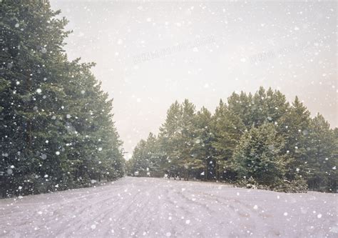 茂密树林与飘着雪花的天空高清jpg图片免费下载_编号vn3hepd81_图精灵