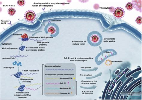 Frontiers | The Complexity of SARS-CoV-2 Infection and the COVID-19 ...