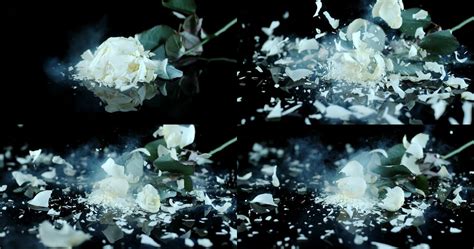 Martin Klimas：破碎的花朵 – FOTOMEN