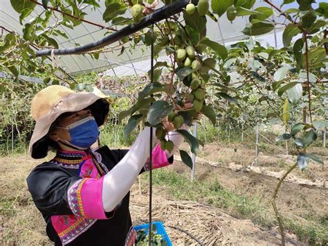 软枣猕猴桃结果 - 生产经营 - 丹东茂绿丰农业科技食品有限公司