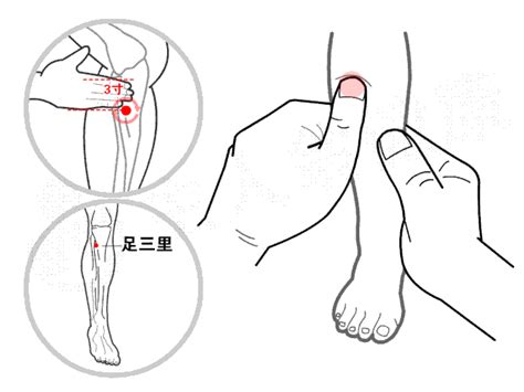 足三里是我们常用的一个健脾要穴，它就位于我们双腿外膝眼下三寸，即四指宽度，胫骨外一横指的地方。