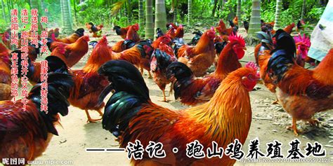养鸡场里的鸡高清图片下载-正版图片307748035-摄图网