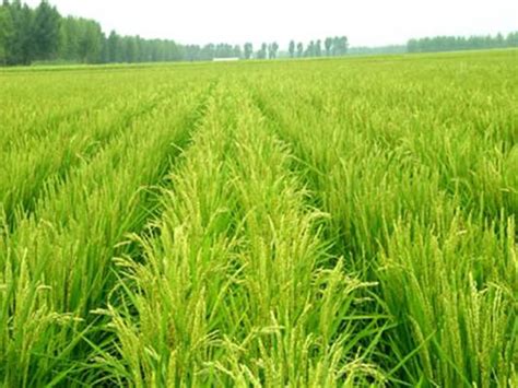 正谷有机原稻米基地-有机农场-正谷(北京)农业发展有限公司