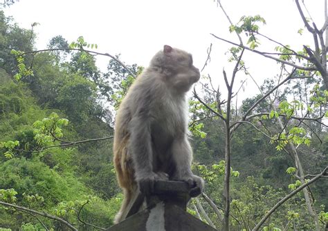 张家界森林公园里猴子摄影图高清摄影大图-千库网