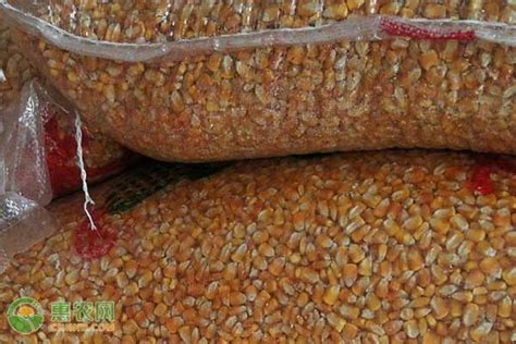 玉米继续降价！丨预计中国玉米进口量将达到2200万吨！