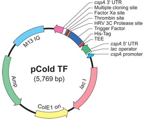 pBI101 T-DNA载体图谱质粒图谱、序列、价格、抗性、测序引物、大小等基本信息_生物风载体