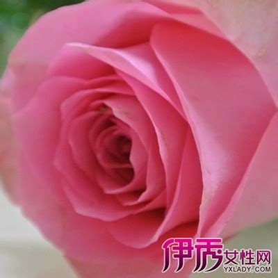 玫瑰花颜色的含义-中国木业网