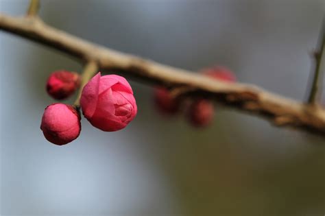 一枝梅摄影图__自然风景_自然景观_摄影图库_昵图网nipic.com