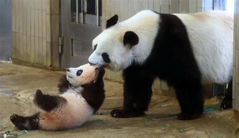 日本上野动物园出生熊猫“香香”出生160天 已能利索爬树_手机新浪网