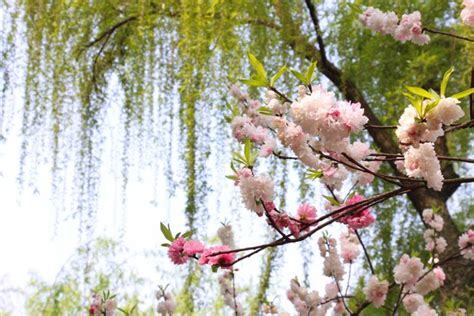 日本长野的一片桃园。春天，百花盛开。照片摄影图片_ID:352540659-Veer图库