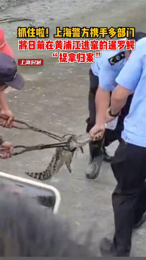 #黄浦江畔的鳄鱼抓到了#近日，有上海市... 来自中国新闻网 - 微博