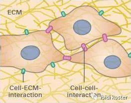 科学网—绘图微教学：3DMAX简单细胞核的制作 - 松迪科技的博文