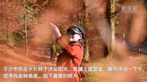 湖南怀化：百亩水杉绘“红妆”_凤凰网视频_凤凰网