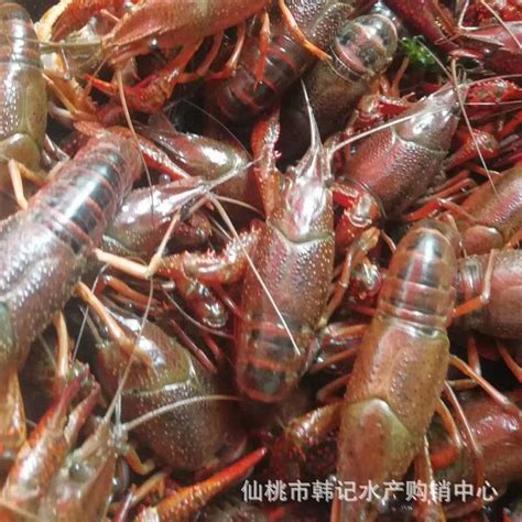 潜江小龙虾产量大增不愁卖：线上网红带货 线下工厂合作_手机新浪网
