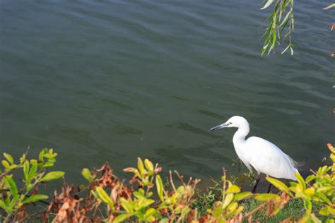 认识秦皇岛的鸟类——鹭科鸟类 - 秦皇岛生态家园
