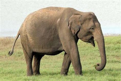 大象的特点和外形描述 - 农敢网