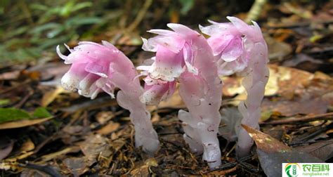 水晶兰是什么植物（了解水晶兰的特点和生长环境）-农百科