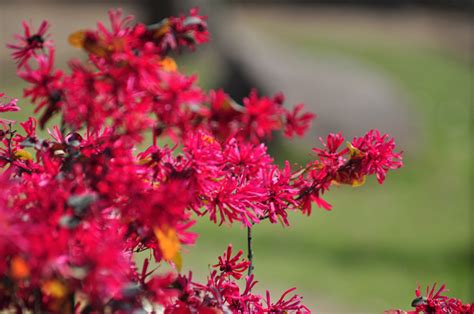 红花檵木-武汉市沙湖公园官方网站