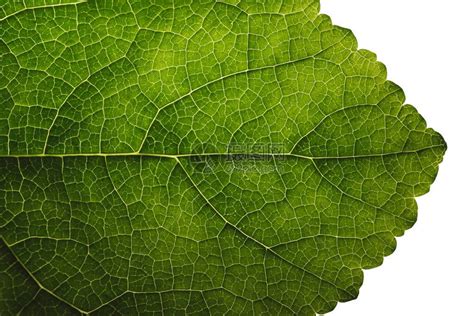 剪切叶质绿色热带植物密闭自然植物本背景摘要选择焦点宏高清图片下载-正版图片507500636-摄图网